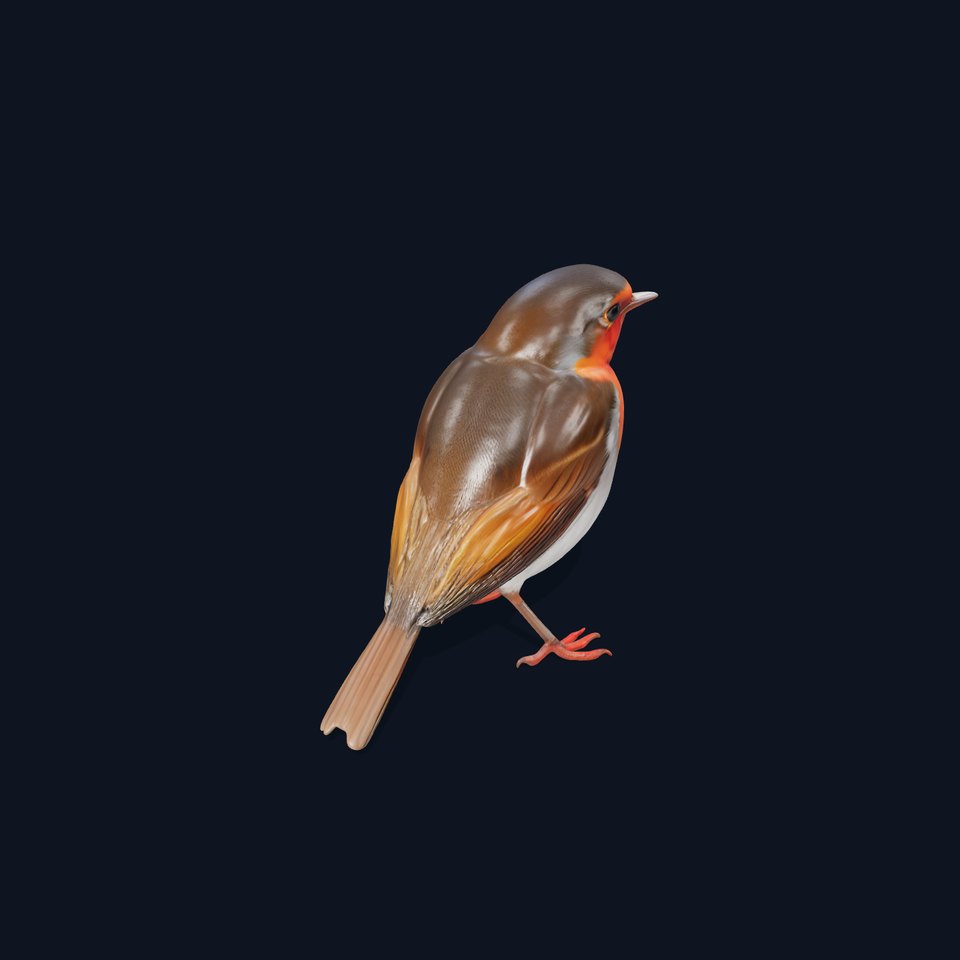 Vibrant Robin Bird model pack